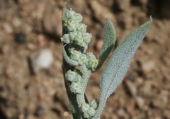 Chenopodium fremontii