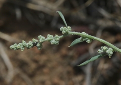 Chenopodium fremontii