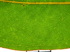 Eucalyptus planchoniana