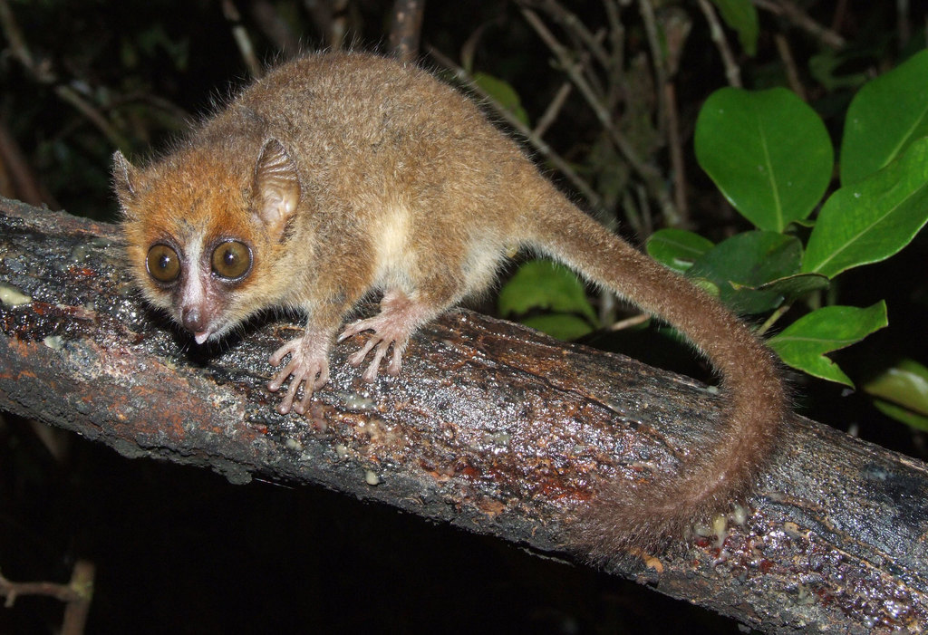 Peters' Mouse Lemur