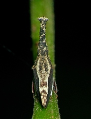 Hypsoprora albopleura