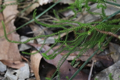 Selaginella uliginosa