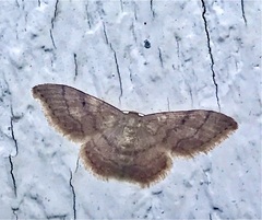 Idaea pervertipennis