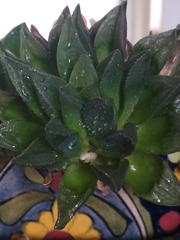 Haworthia cooperi