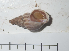 Plicifusus kroyeri