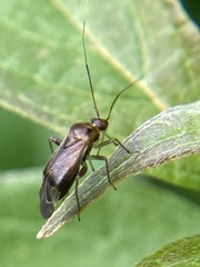 Neolygus caryae