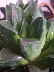 Haworthia cooperi