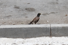 Acridotheres tristis