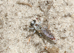 Stichopogon abdominalis