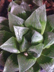 Haworthia cooperi
