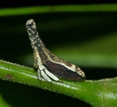 Hypsoprora albopleura