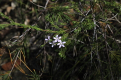 Philotheca reichenbachii