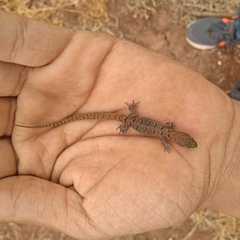 Saurodactylus fasciatus