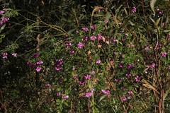 Polygala virgata