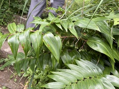 Polygonatum arisanense