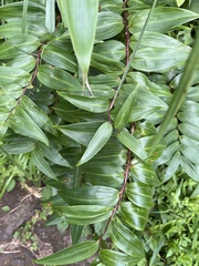 Polygonatum arisanense