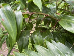 Polygonatum arisanense