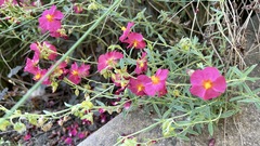Magnoliopsida