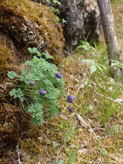 Paraquilegia microphylla