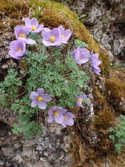 Paraquilegia microphylla