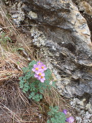 Paraquilegia microphylla