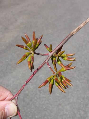Eucalyptus arachnaea Brooker & Hopper