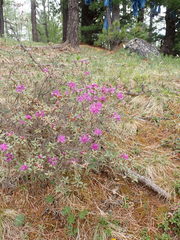 Rhododendron parvifolium