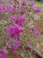 Rhododendron parvifolium
