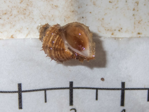Ariadnaria borealis observed 2022-05-26