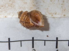 Ariadnaria borealis