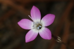 Gilia leptantha purpusii
