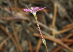 Gilia leptantha purpusii