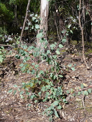 Eucalyptus dealbata dealbata