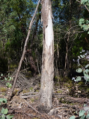 Eucalyptus dealbata dealbata