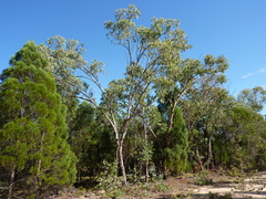 Eucalyptus dealbata dealbata
