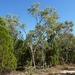 Eucalyptus dealbata dealbata - Photo (c) Dean Nicolle, some rights reserved (CC BY-NC), uploaded by Dean Nicolle