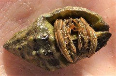 Clibanarius taeniatus