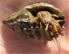 Clibanarius taeniatus