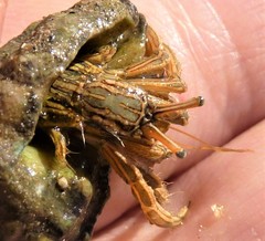 Clibanarius taeniatus