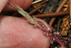 Gilia leptantha purpusii