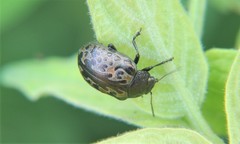 Calligrapha multipustulata