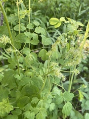 Thalictrum sparsiflorum