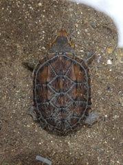 Kinosternon scorpioides