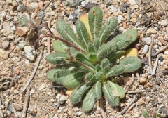 Eriogonum parishii