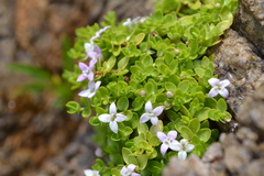 Oldenlandia salzmannii