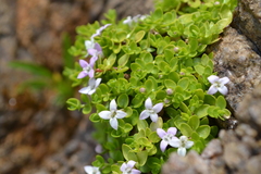 Oldenlandia salzmannii