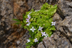 Oldenlandia salzmannii
