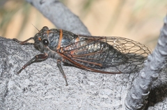 Platypedia sylvesteri