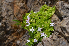 Oldenlandia salzmannii