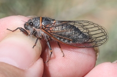 Platypedia sylvesteri